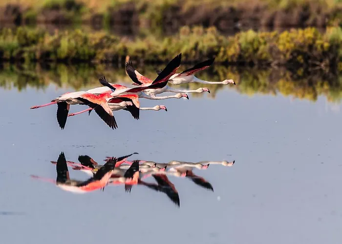 アパート Fides ロゾリーナ・マーレ