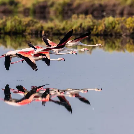 Appartement Fides Rosolina Mare